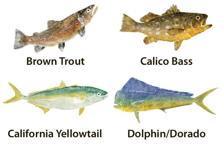 CRB Japanese Gyotaku Fish Art Decals By Marshall Madruga