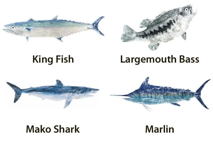 CRB Japanese Gyotaku Fish Art Decals By Marshall Madruga