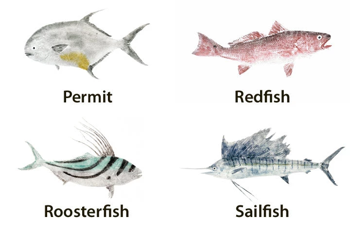 CRB Japanese Gyotaku Fish Art Decals By Marshall Madruga