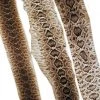 Mud Hole Rattlesnake Skins