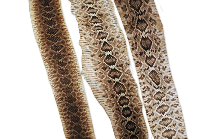 Mud Hole Rattlesnake Skins