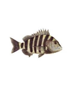 CRB Gamefish Rod Decals