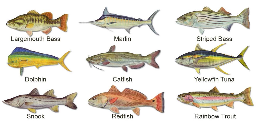 Mud Hole Custom T-Shirt: Wanted Poster With Gamefish