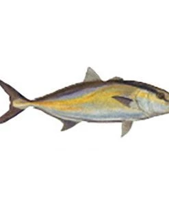 CRB Gamefish Rod Decals