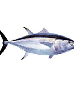 CRB Gamefish Rod Decals