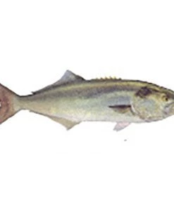 CRB Gamefish Rod Decals