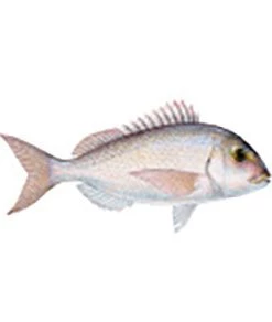 CRB Gamefish Rod Decals