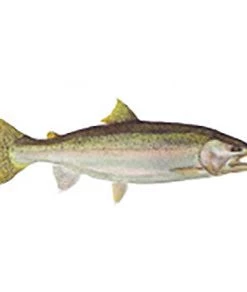 CRB Gamefish Rod Decals