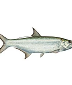 CRB Gamefish Rod Decals