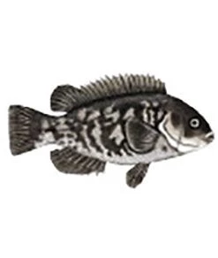 CRB Gamefish Rod Decals